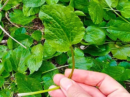 سبزی چوچاق خشک