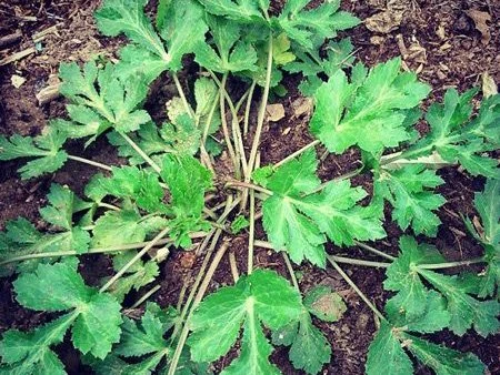 سبزی چوچاق خشک