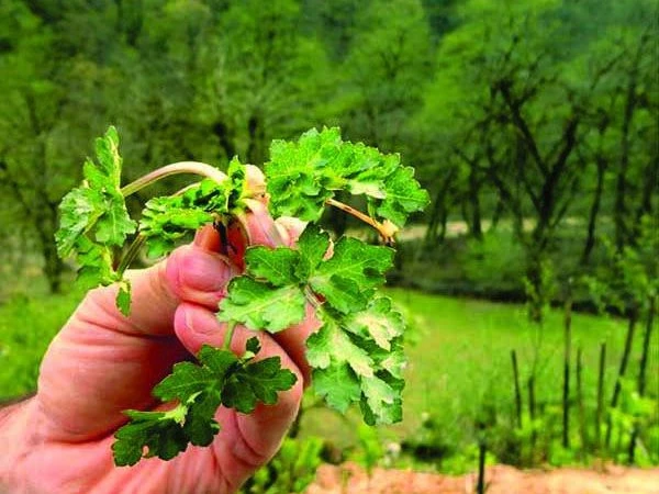 سبزی چوچاق خشک